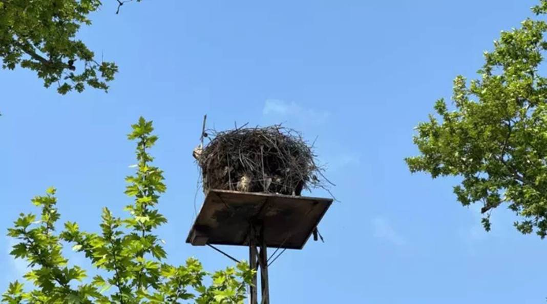 Sadık leylek, 20 yıldır o kentteki aynı elektrik direğine gelip yuva yapıyor! Mahalleli, leyleğe isim bile vermiş 9